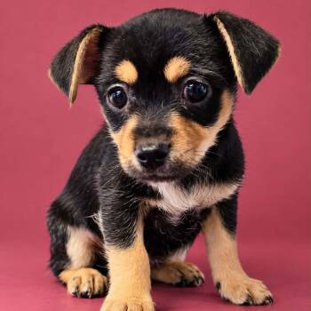 Frankenberry -  Chihuahua and Terrier Dog for Adoption in Newport, Tennessee - Frankenberry | PetCurious