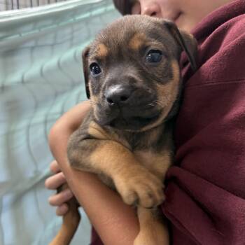 Hound Dogs Available for Adoption - Quokka | PetCurious