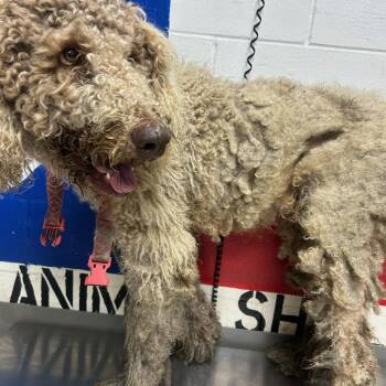 Marty/Duke -  Poodle Dog for Adoption in Lufkin, Texas - Marty/Duke | PetCurious