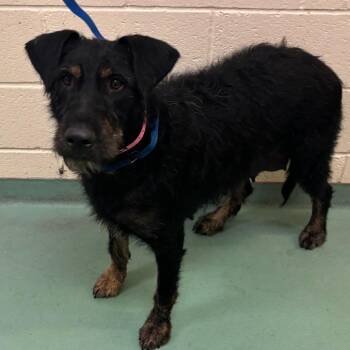 Ambreta -  Mixed Breed Dog for Adoption in Memphis, Tennessee - Ambreta | PetCurious