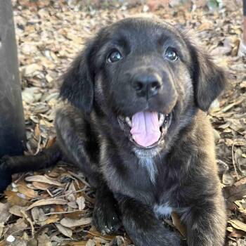 Anatolian Shepherd and American Staffordshire Terrier Dogs Available for Adoption in New Port Richey, Florida - Bear | PetCurious
