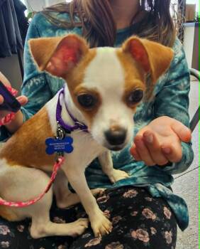 Katy Mae -  Chihuahua Dog for Adoption in De Pere, Wisconsin - Katy Mae | PetCurious