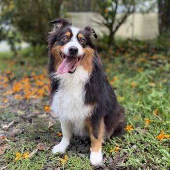 Sadie -  Australian Shepherd Dog for Adoption in Keaau, Hawaii - Sadie | PetCurious