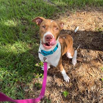 Faith -  Terrier Dog for Adoption in Tampa, Florida - Faith | PetCurious