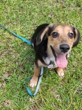 Skye - IN FOSTER HOME - AVAILABLE TO ADOPT -  Beagle Dog for Adoption in Clayton, North Carolina - Skye - IN FOSTER HOME - AVAILABLE TO ADOPT | PetCurious
