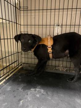 Scooter Cole -  Labrador Retriever Dog for Adoption in Hopkinsville, Kentucky - Scooter Cole | PetCurious