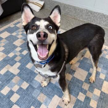Diesel -  Husky and Mixed Breed Dog for Adoption in Falls Church, Virginia - Diesel | PetCurious