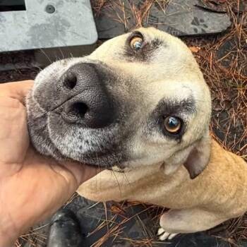 Hank -  Mixed Breed Dog for Adoption in Cleveland, Texas - Hank | PetCurious