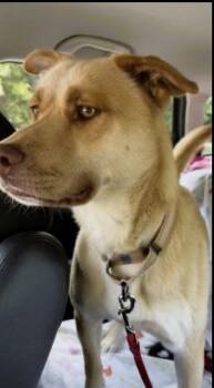 Golden Retriever and Labrador Retriever Dogs Available for Adoption in Mount Laurel Township, New Jersey - Golden Lab, Golden Lab | PetCurious
