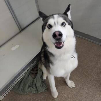 Mystic -  Siberian Husky Dog for Adoption in Ballston Spa, New York - Mystic | PetCurious