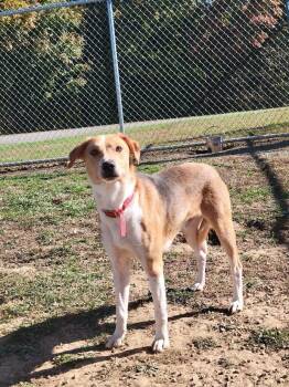 Rescue Australian Cattle Dog Blue Heeler Dogs for Adoption in Cambridge, Ohio - 344-25  RED COLLAR | PetCurious