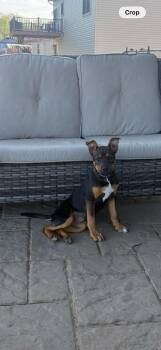 English Bulldog Dogs Available for Adoption in Houston, Texas - Sissy | PetCurious