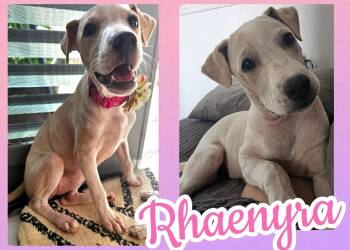 Rhaenyra -  Labrador Retriever Dog for Adoption in Ringwood, New Jersey - Rhaenyra | PetCurious