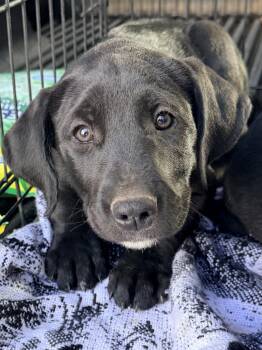 Aspen -  Australian Shepherd and Hound Dog for Adoption in Polson, Montana - Aspen | PetCurious