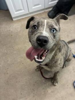 Little Foot -  Mixed Breed Dog for Adoption in Bloomsburg, Pennsylvania - Little Foot | PetCurious