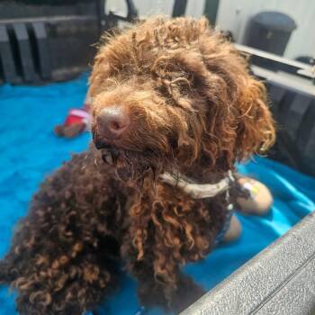 Miniature Poodle and Mixed Breed Dogs Available for Adoption in Wadena, Minnesota - Ardy | PetCurious