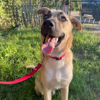 Rescue Australian Shepherd Dogs for Adoption in Jay, New York - Felipe | PetCurious
