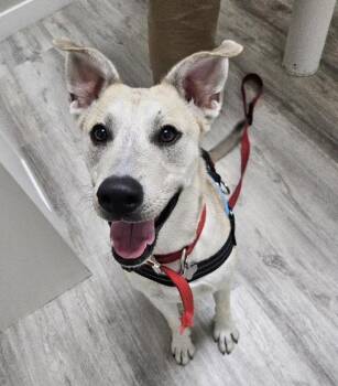 Stormy -  Labrador Retriever and Husky Dog for Adoption - Stormy | PetCurious