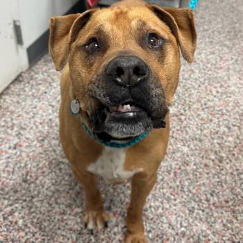 Bru -  Mixed Breed and Pit Bull Terrier Dog for Adoption in Salt Lake City, Utah - Bru | PetCurious