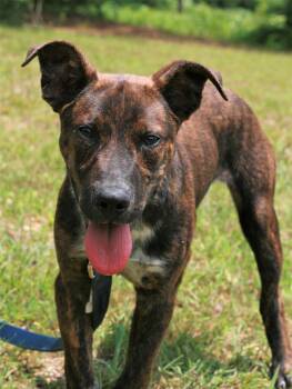 John Boy -  Mountain Cur and Australian Cattle Dog Blue Heeler Dog for Adoption in Attalla, Alabama - John Boy | PetCurious