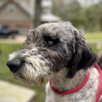 Rescue Schnauzer and Setter Dogs for Adoption in Locust Fork, Alabama - Shakeria | PetCurious