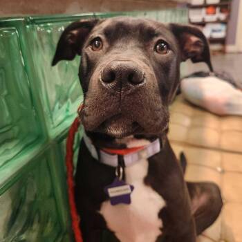 Poundcake -  Mixed Breed Dog for Adoption in San Francisco, California - Poundcake | PetCurious