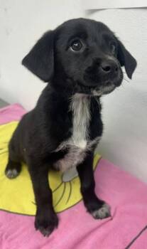 Labrador Retriever Dogs Available for Adoption in Sullivan, Indiana - Princess Rosalina | PetCurious