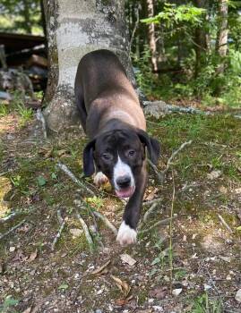 Jinx -  Mixed Breed Dog for Adoption in Taycheedah, Wisconsin - Jinx | PetCurious