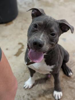 Ghost -  American Staffordshire Terrier and Pit Bull Terrier Dog for Adoption in Tilton, Illinois - Ghost | PetCurious