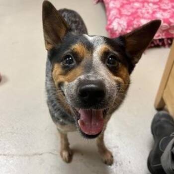 Zip -  Australian Cattle Dog Blue Heeler Dog for Adoption in Bellingham, Washington - Zip | PetCurious