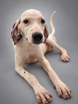 Cassie -  Pointer and Mixed Breed Dog for Adoption in Bowling Green, Kentucky - Cassie | PetCurious