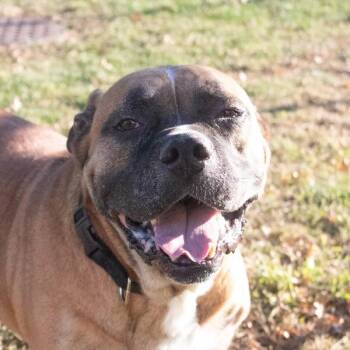 Mr. Gravy -  Bullmastiff Dog for Adoption in Des Moines, Iowa - Mr. Gravy | PetCurious