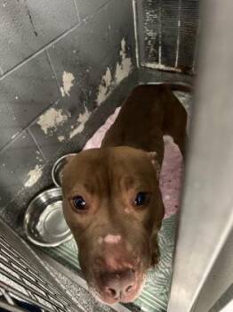 Mixed Breed Dogs Available for Adoption in West Chester, Pennsylvania - Jambalaya | PetCurious