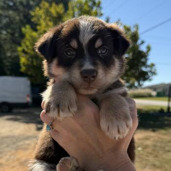 Gremlin -  German Shepherd Dog and Australian Shepherd Dog for Adoption in Columbia, South Carolina - Gremlin | PetCurious