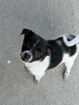 Hannah -  Rat Terrier and Chihuahua Dog for Adoption in Indianapolis, Indiana - Hannah | PetCurious