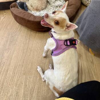 Nathalie Vera 14324 -  Chihuahua Dog for Adoption in San Francisco, California - Nathalie Vera 14324 | PetCurious