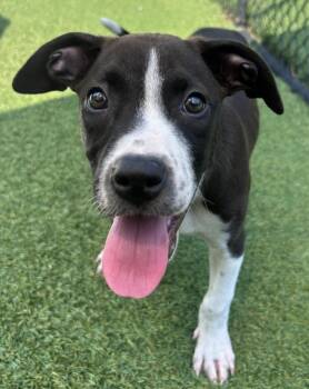 Porthos -  American Bulldog and Mixed Breed Dog for Adoption in Madison, Georgia - Porthos | PetCurious