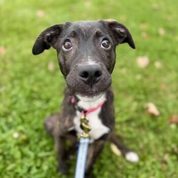 Pigeon -  Mixed Breed Dog for Adoption in Bangall, New York - Pigeon | PetCurious