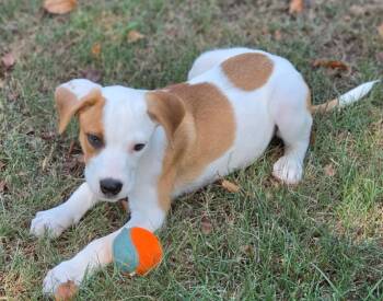 Sudie -  Beagle and Australian Cattle Dog Blue Heeler Dog for Adoption in Morrilton, Arkansas - Sudie | PetCurious