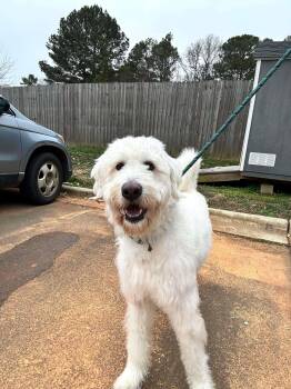 Standard Poodle and Great Pyrenees Dogs Available for Adoption - Snowball | PetCurious