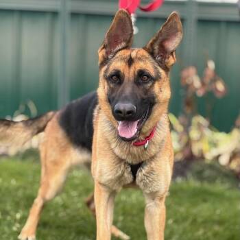 Rescue German Shepherd Dog Dogs for Adoption in Batavia, New York - Zoey | PetCurious