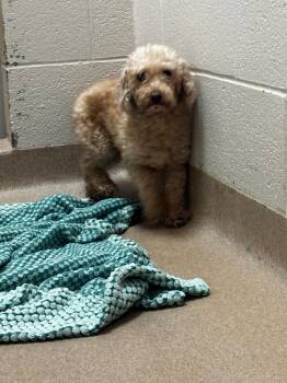 Bristol -  Bichon Frise Dog for Adoption in Lima, Ohio - Bristol | PetCurious