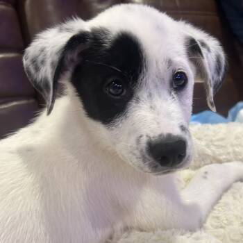 Rescue Great Pyrenees and Border Collie Dogs for Adoption in Baton Rouge, Louisiana - Puppy 1 | PetCurious