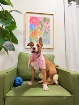 Honey Rainbow -  Pit Bull Terrier and Staffordshire Bull Terrier Dog for Adoption in Friendswood, Texas - Honey Rainbow | PetCurious