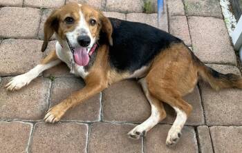 Marigold -  Beagle Dog for Adoption in Dunnellon, Florida - Marigold | PetCurious