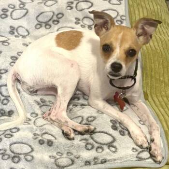 Kitten -  Chihuahua Dog for Adoption - Kitten | PetCurious
