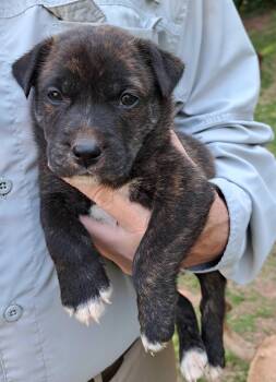 Pit Bull Terrier and Boxer Dogs Available for Adoption in Winder, Georgia - Theo 2026-209 | PetCurious