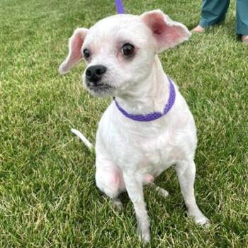 Tippy -  Miniature Poodle Dog for Adoption in Des Moines, Iowa - Tippy | PetCurious