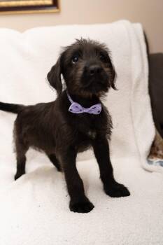 Oberon -  Labradoodle Dog for Adoption in Mobile, Alabama - Oberon | PetCurious