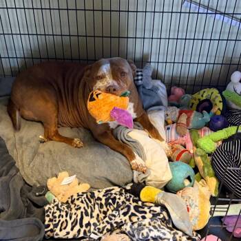 Luna 2242 -  Pit Bull Terrier Dog Available for Adoption in Kansas City, Missouri - Luna 2242 | PetCurious